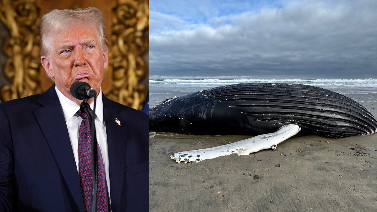 Ông Trump nhận được hơn 50% ủng hộ khi sự kiện ở Mar-a-Lago thúc đẩy hoạt động của cá voi.